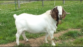 Northlew Jamaal 