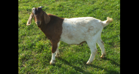 Buck-  SOLD  2022  -1