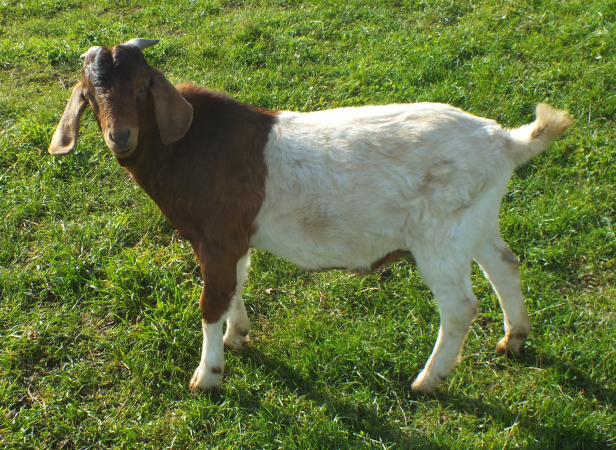 Buck-  SOLD  2022  -1