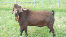 Firbeck Red Rufus _1