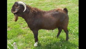 Firbeck Red Rufus