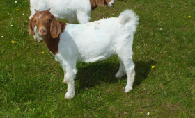 2021 Doe Herd