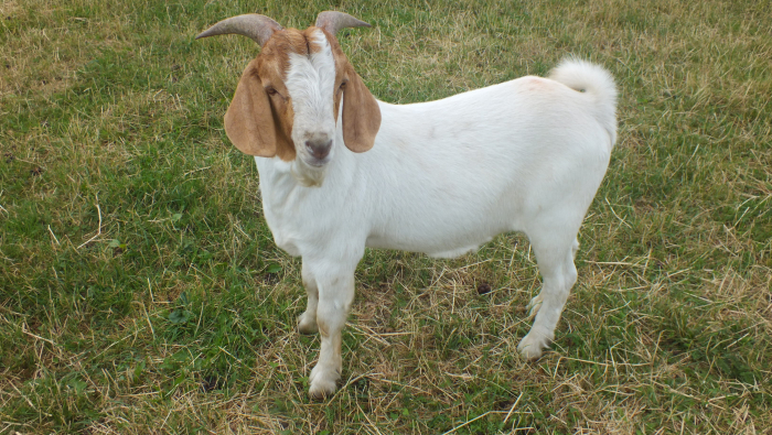 Buck   For Sale -  2022 - 7