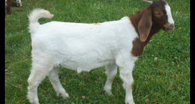 Buck  For Sale 2023 - 9