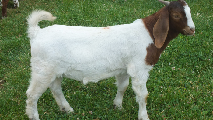Buck  For Sale 2023 - 9