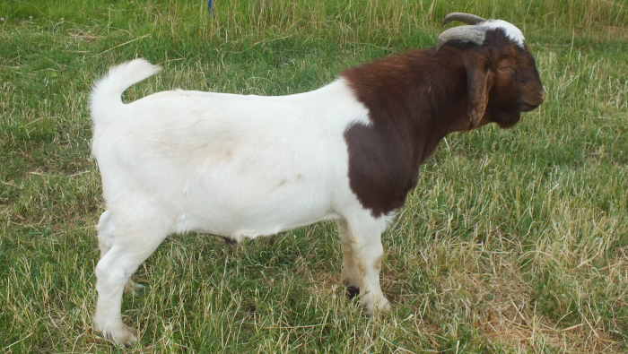 Buck  SOLD -  2022 - 6