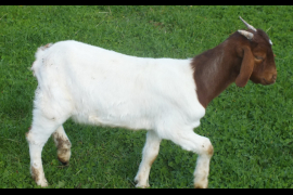 Doe  For Sale 2022 - 2
