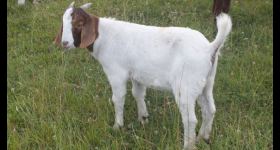 Buck  For Sale 2023 - 8