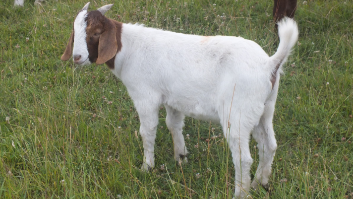 Buck  For Sale 2023 - 8