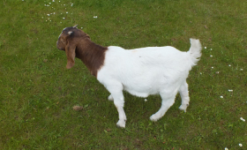 2021 Doe For Sale