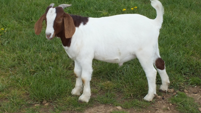 2021 Buck Sold 