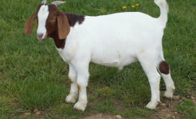 2021 Buck Sold 
