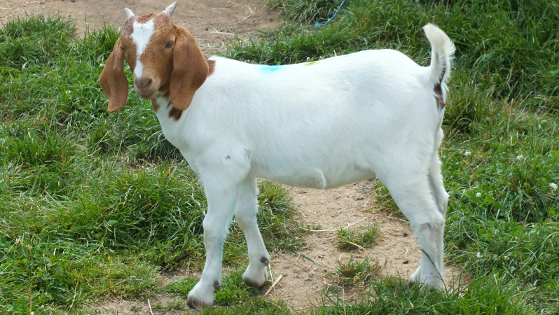 Doe 50- 2020 kid  Sold