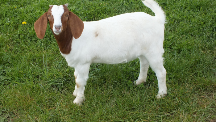 2021 Doe For Sale