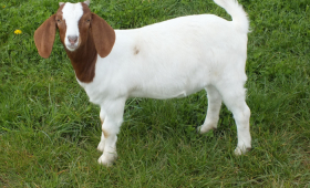 2021 Doe For Sale