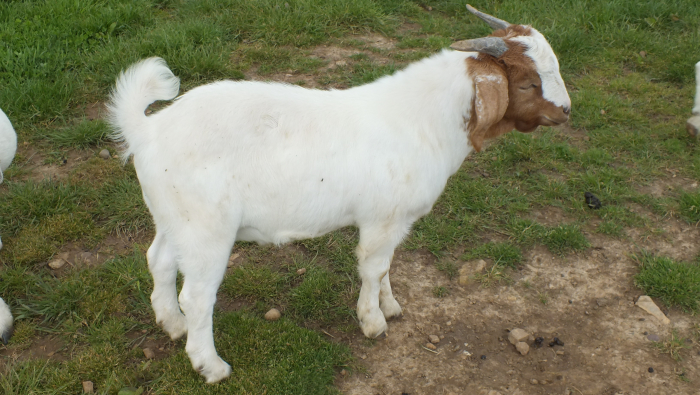2021 Buck SOLD 