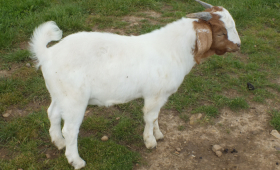 2021 Buck SOLD 