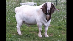 Northlew  Jamaal