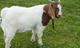 2021 Buck SOLD