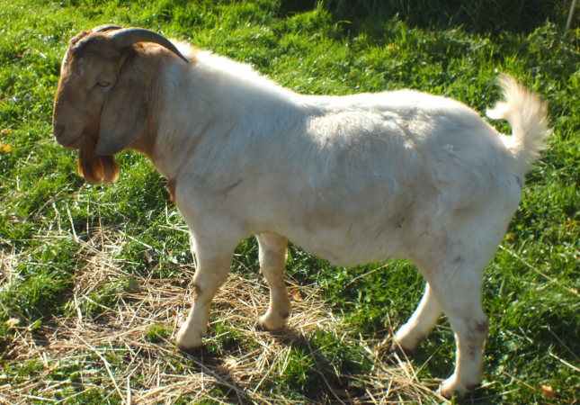 Buck   For Sale -  2022 - 5