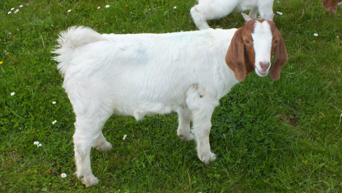 2021 Doe For Sale
