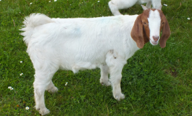 2021 Doe For Sale