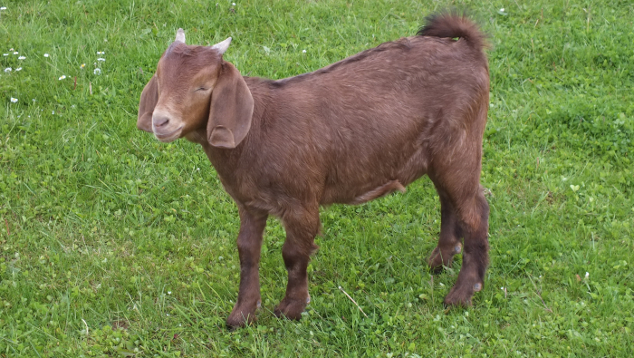 2021 Doe  Herd