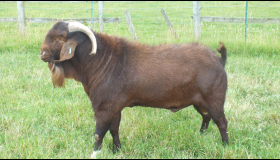 Firbeck Red Rufus - 2